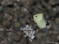 Colias alfacariensis (Güzel Azamet)